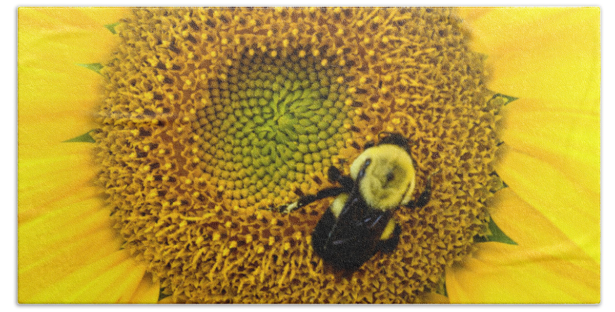 Yellow Hand Towel featuring the photograph Bee on Sunflower by Photographic Arts And Design Studio