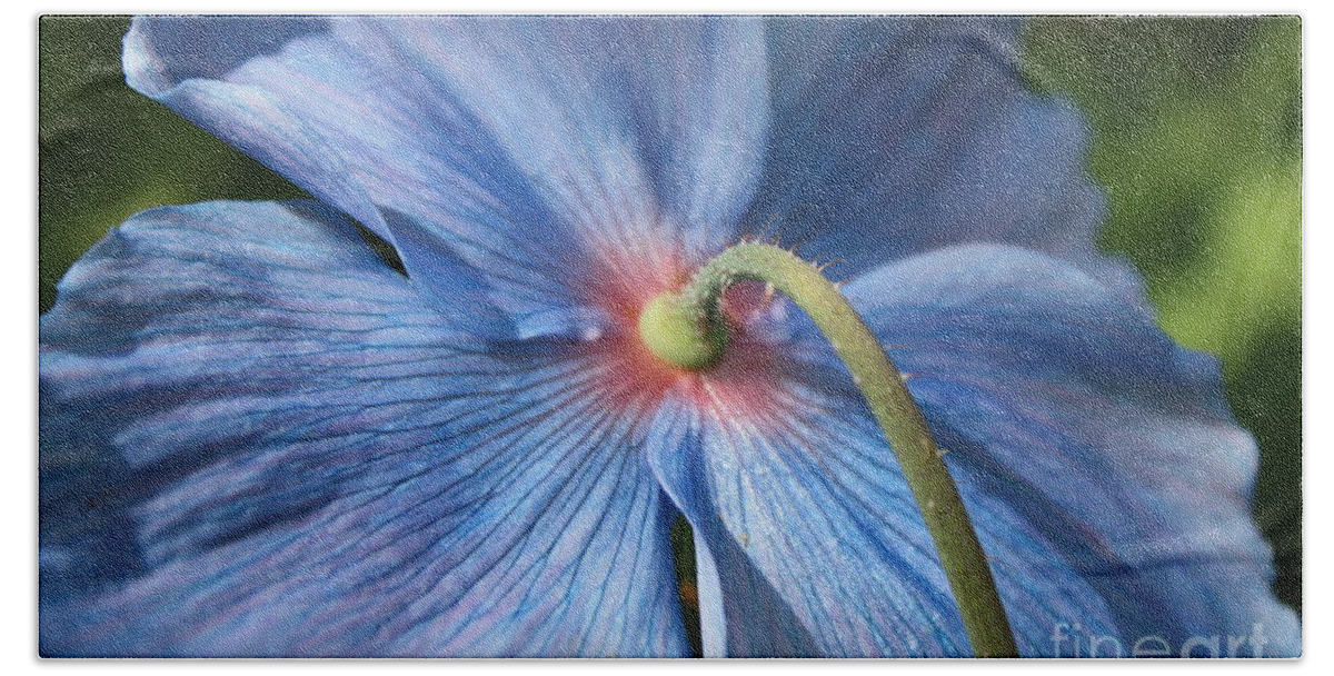 Blue Poppy Hand Towel featuring the photograph Behind the Blue Poppy by Carol Groenen