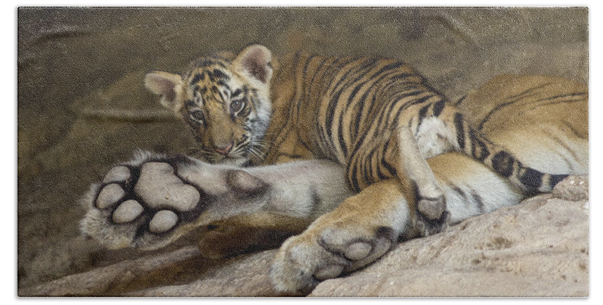 Feb0514 Hand Towel featuring the photograph Bengal Tiger Cub On Paw Bandhavgarh Np by Suzi Eszterhas