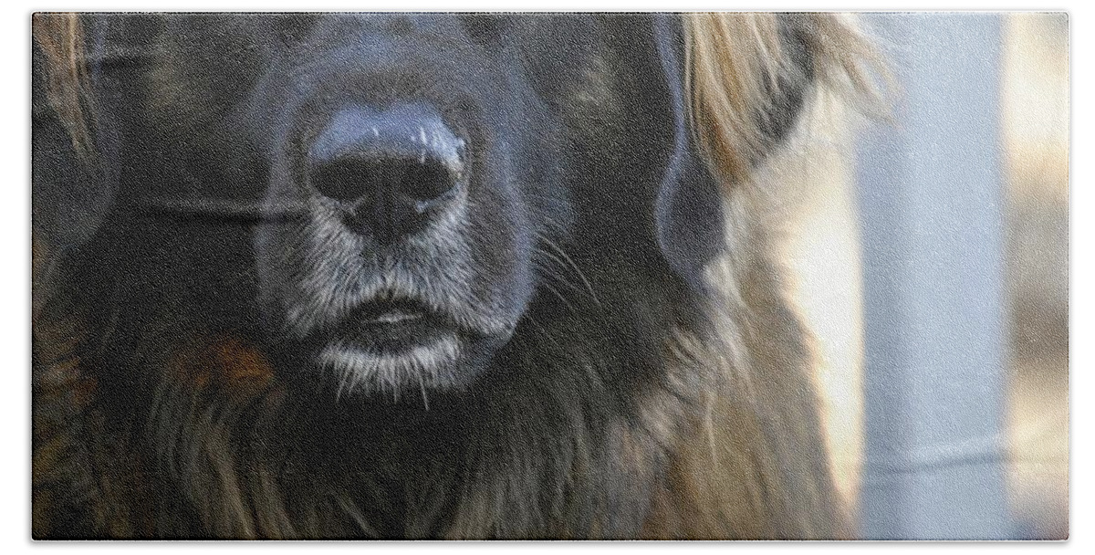 Dog Bath Towel featuring the photograph Big Beautiful Dog Leonberger by Marysue Ryan