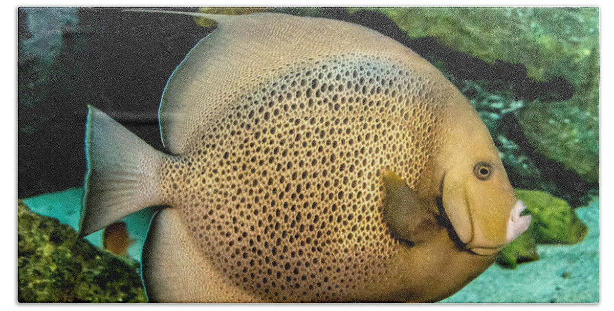 Chub Bath Towel featuring the photograph Big Beautiful Fish by Cheryl Baxter