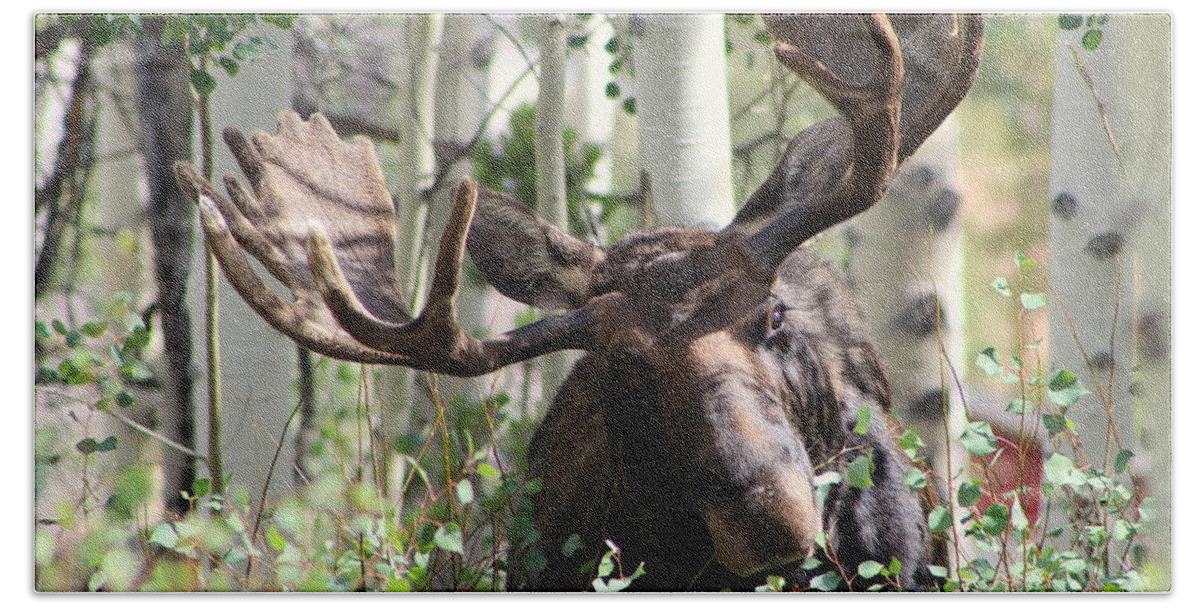 Bull Moose Photographs Bath Towel featuring the photograph Big Daddy The Moose 3 by Fiona Kennard