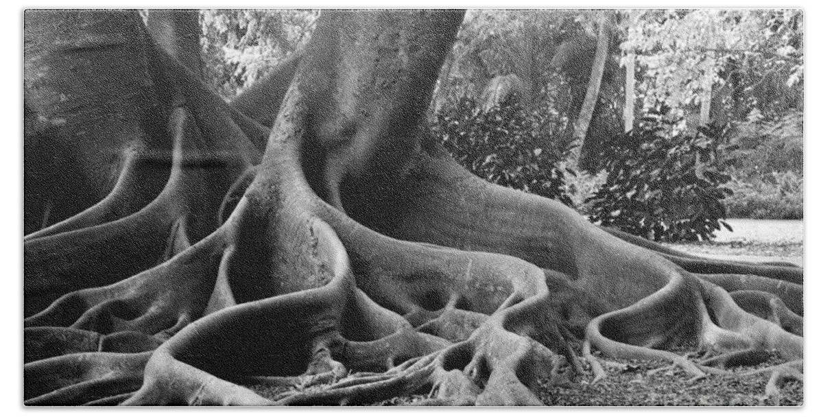 Ficus Hand Towel featuring the photograph Big Roots by Judy Wolinsky