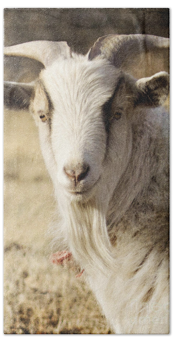 Goat Hand Towel featuring the photograph Billy Goat by Pam Holdsworth