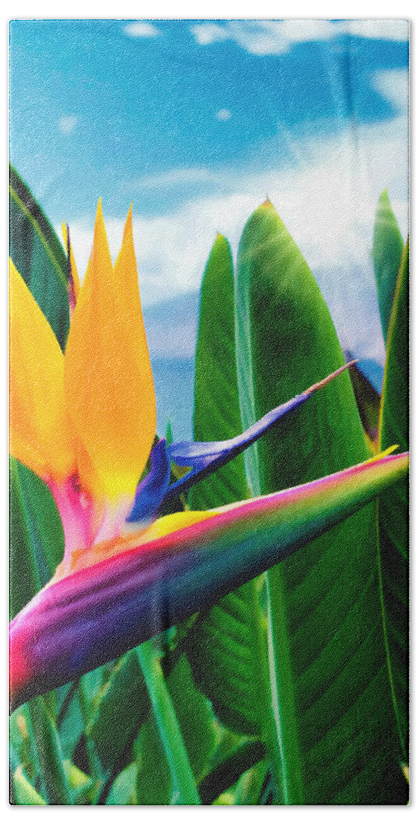 Flower Bath Towel featuring the photograph Bird of Paradise 5 by Dawn Eshelman