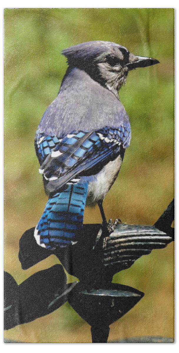Bluejay Hand Towel featuring the photograph Bird on a bird by Robert L Jackson