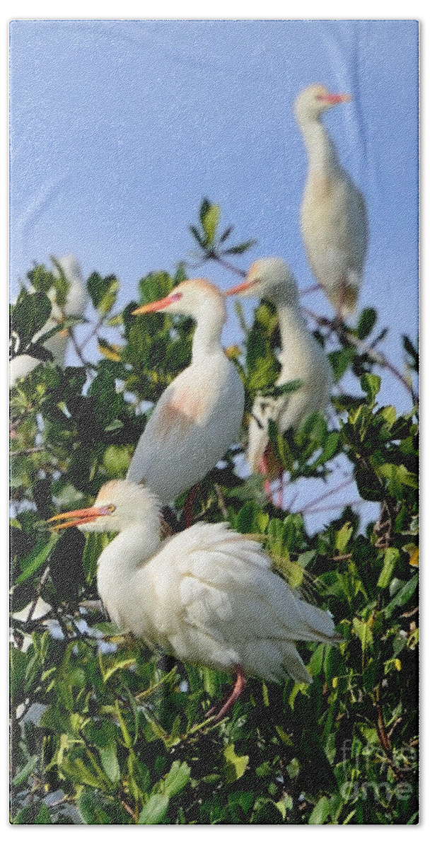 Bird Bath Towel featuring the photograph Birds Quartet by Jola Martysz