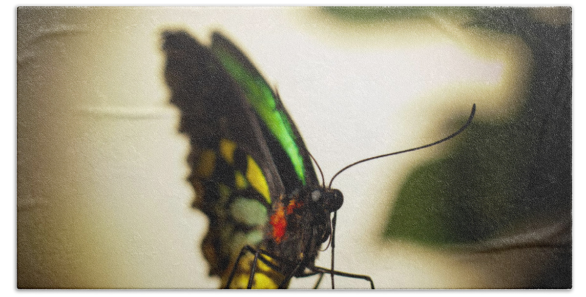 Florida Hand Towel featuring the photograph Birdwing Butterfly by Bradley R Youngberg
