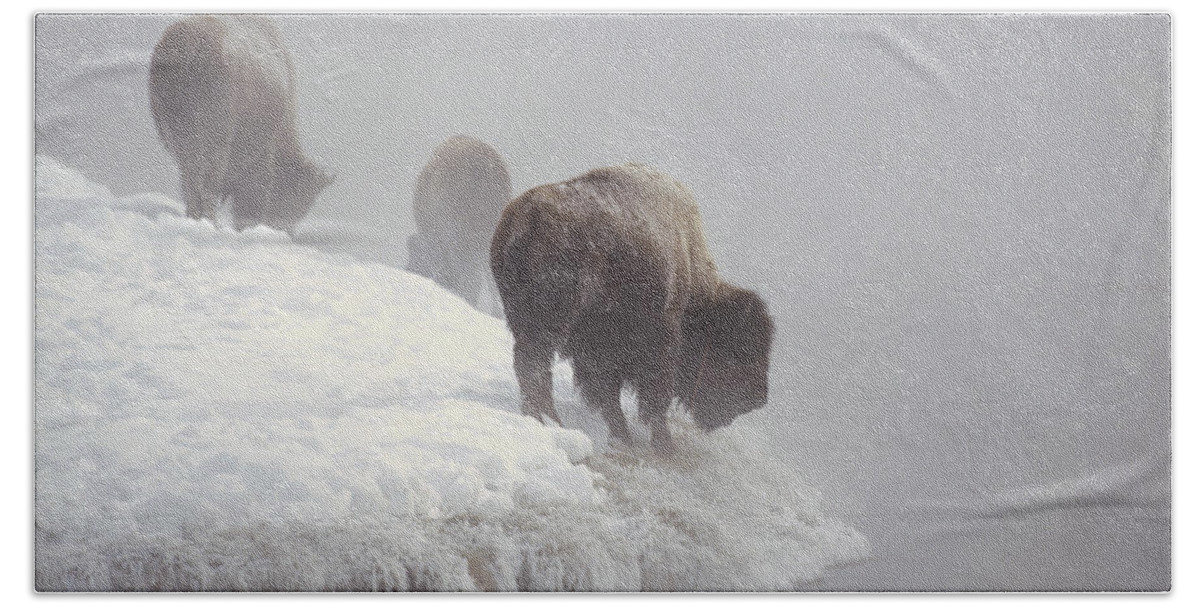 Feb0514 Hand Towel featuring the photograph Bison Along Snowy Riverbank Yellowstone by Konrad Wothe