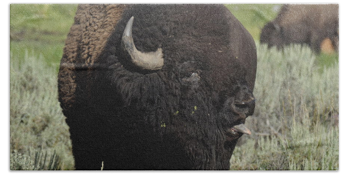 Bison Bath Towel featuring the photograph Bison by Frank Madia