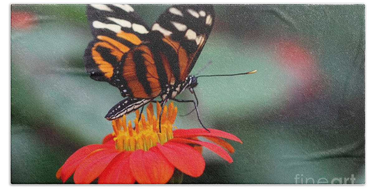 Butterfly Hand Towel featuring the photograph Black and Brown Butterfly on a Red Flower by Jeremy Hayden