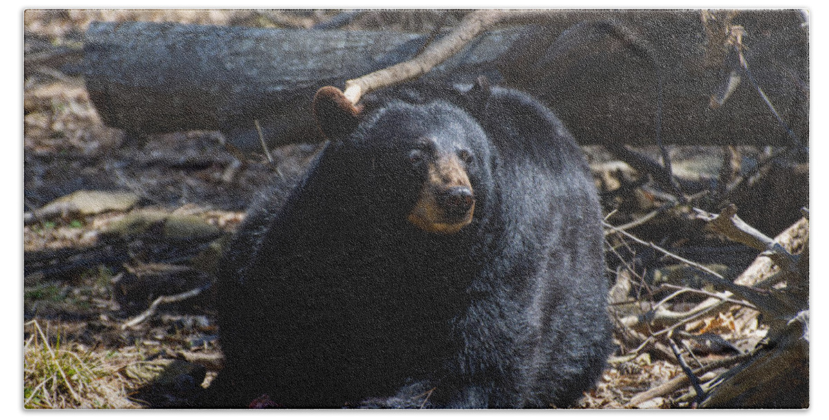 Black Bear Hand Towel featuring the photograph Black Bear looking left guarding food by Flees Photos