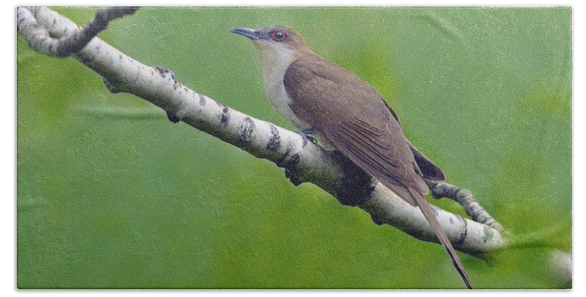 Black-billed Cuckoo Hand Towel featuring the photograph Black-billed Cuckoo by Tony Beck