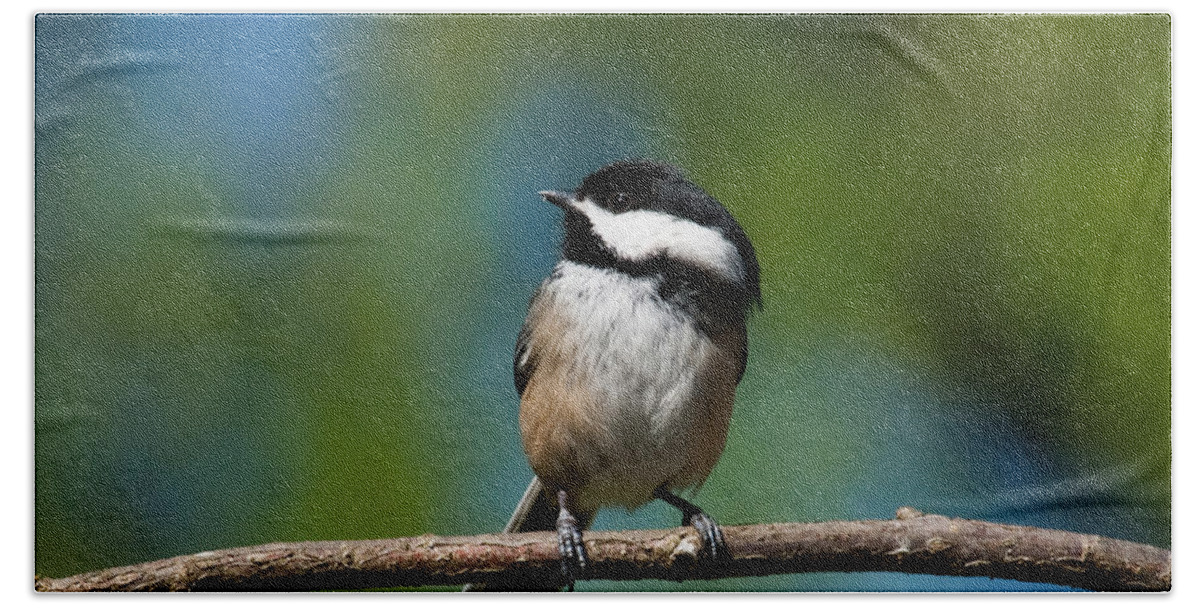Animal Bath Towel featuring the photograph Black Capped Chickadee Perched on a Branch by Jeff Goulden