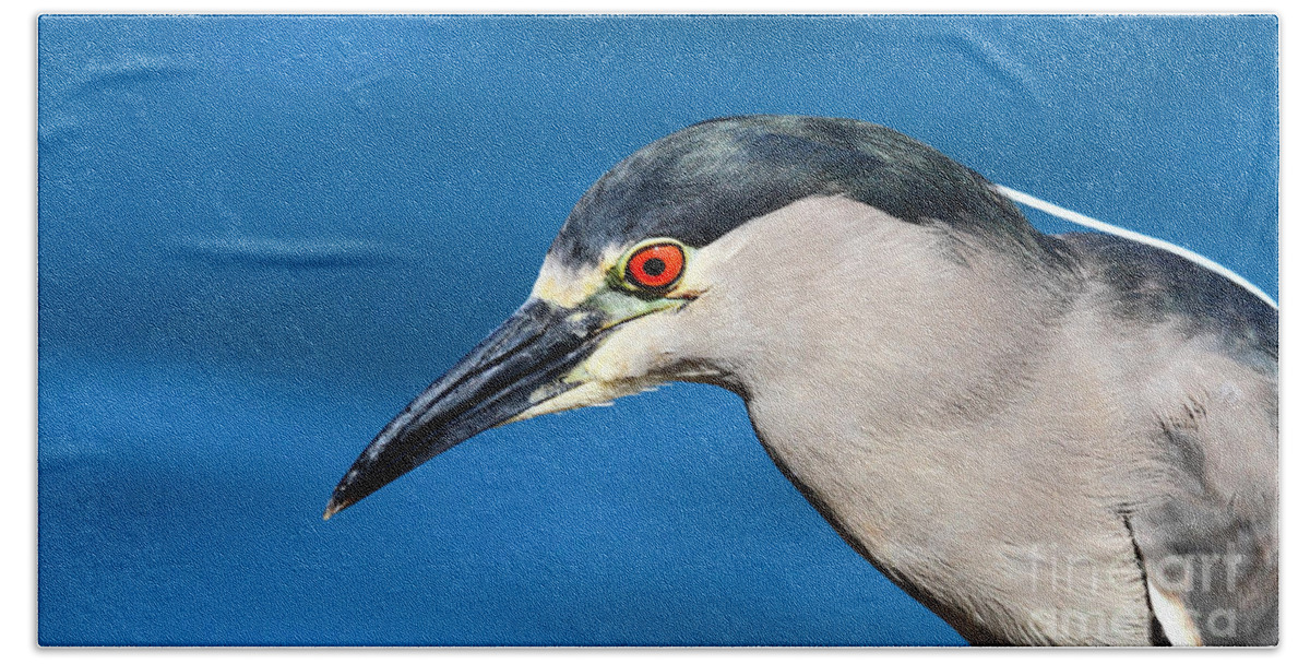 Heron Hand Towel featuring the photograph Black Crowned Night Heron by James Brunker