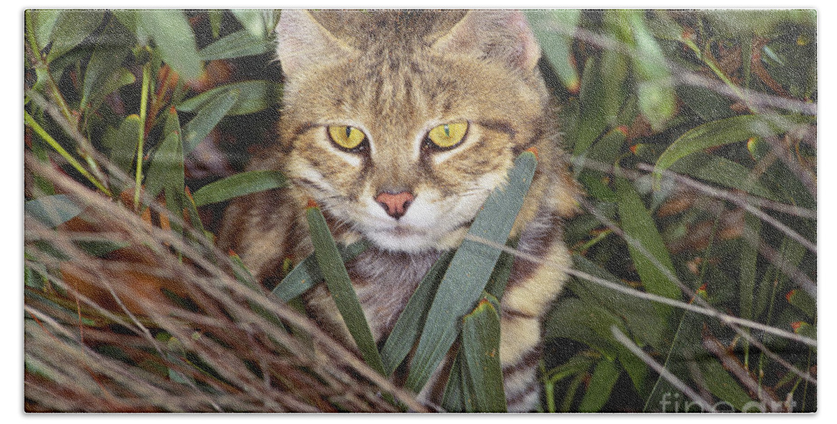Outdoors Bath Towel featuring the photograph Black Footed Cat by Art Wolfe