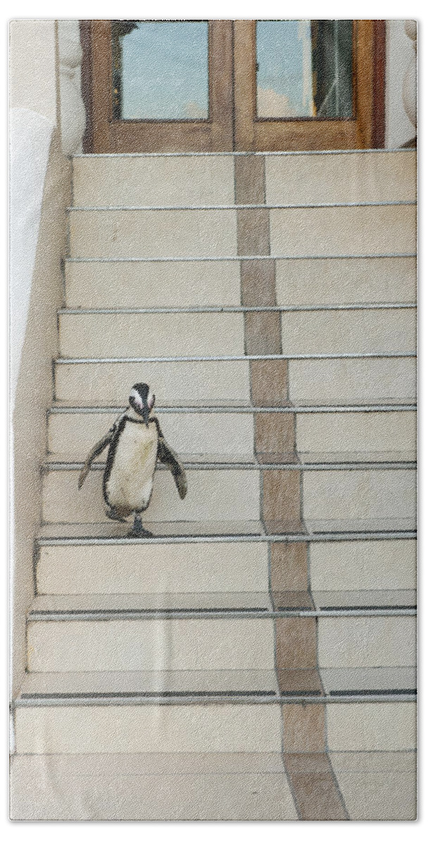 Feb0514 Hand Towel featuring the photograph Black-footed Penguin Boulders Beach by Kevin Schafer