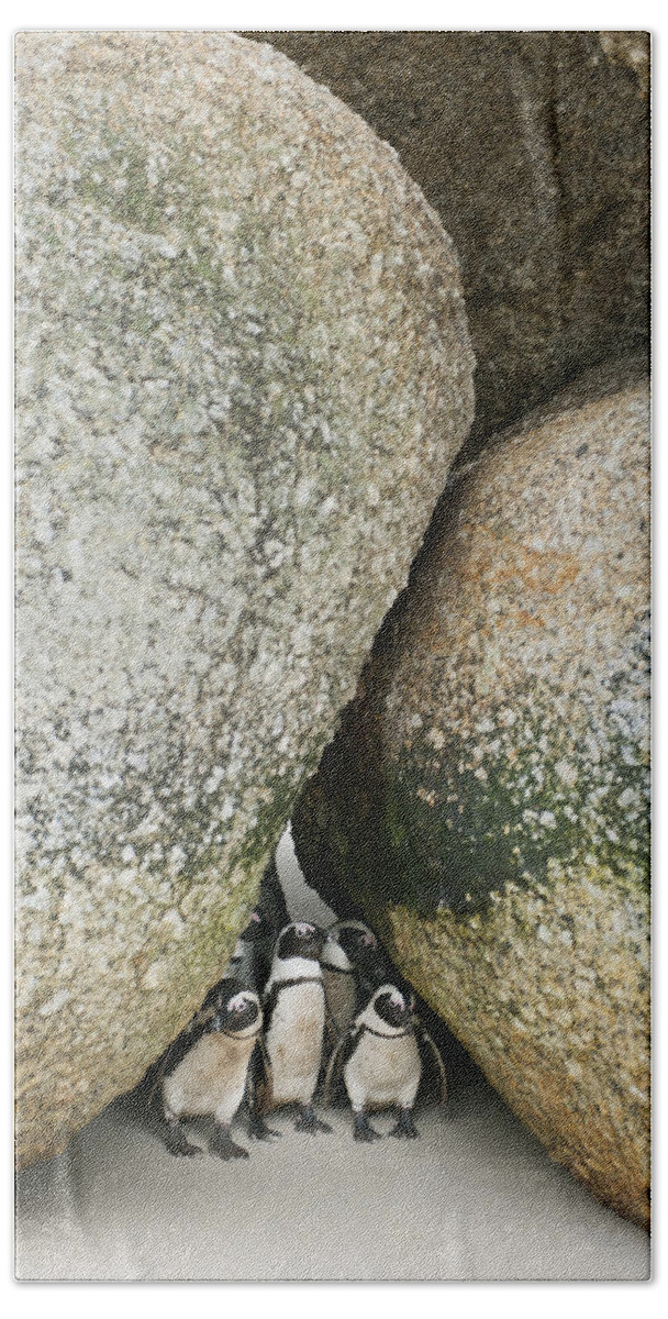Feb0514 Bath Towel featuring the photograph Black-footed Penguins Boulders Beach by Kevin Schafer