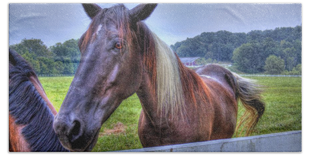 Horse Bath Towel featuring the photograph Black horse at a fence by Jonny D