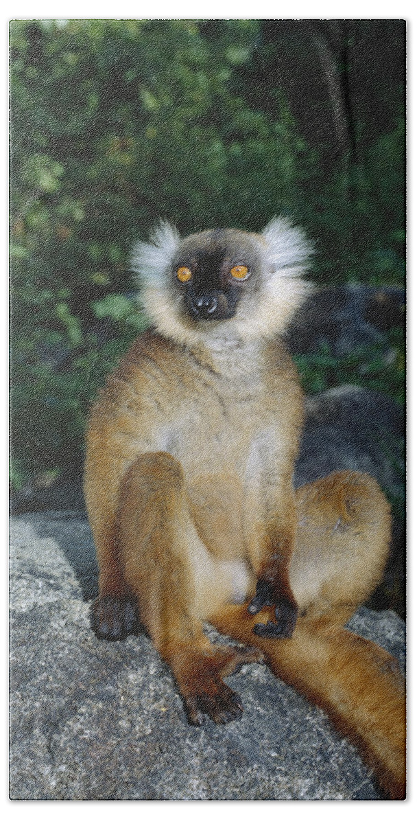 Feb0514 Bath Towel featuring the photograph Black Lemur Female Madagascar by Konrad Wothe