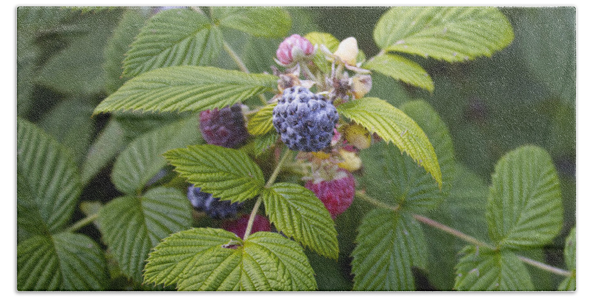 Rubus Occidentalis Bath Towel featuring the photograph Black Raspberry by Venetia Featherstone-Witty