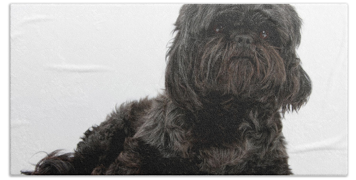 Nature Hand Towel featuring the photograph Black Shih-tzu by Mark Taylor
