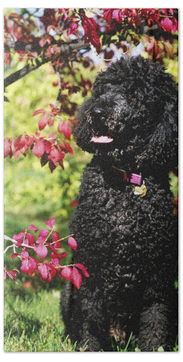 Animal Bath Towel featuring the photograph Black Standard Poodle by Jeanne White