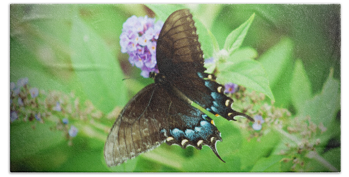 Butterfly Bath Towel featuring the photograph Black Swallowtail by Michael Porchik