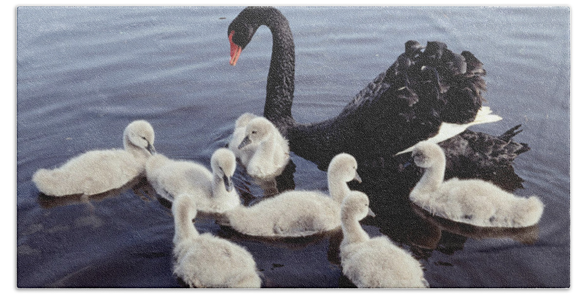 00282982 Bath Towel featuring the photograph Black Swan and Cygnets by Flip De Nooyer