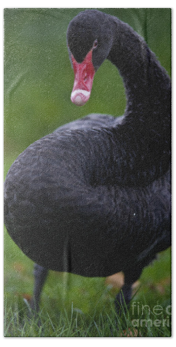 Swan Bath Towel featuring the photograph Black Swan Series - 1 by Heiko Koehrer-Wagner