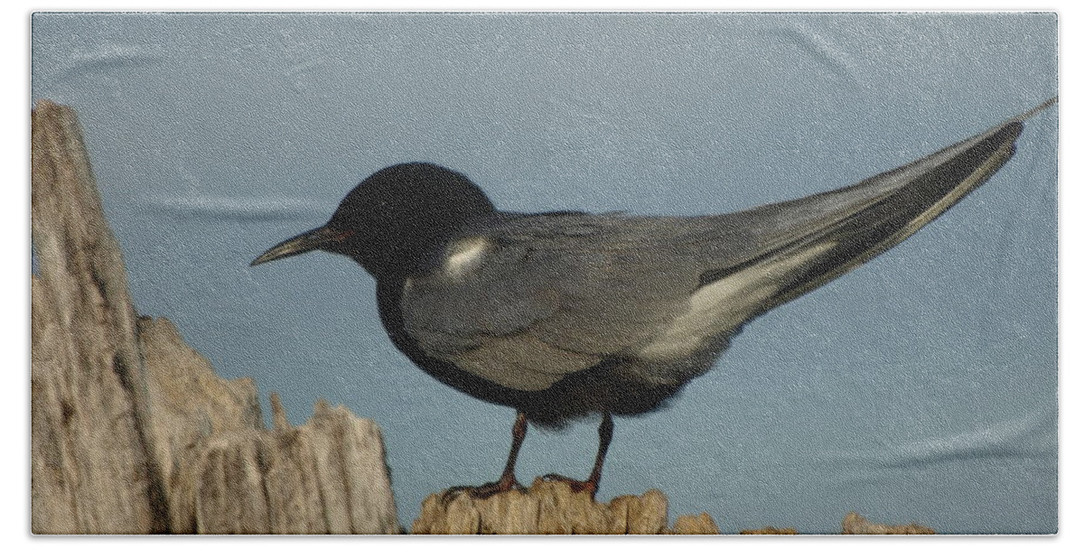 Jim Bath Sheet featuring the photograph Black Tern by James Peterson