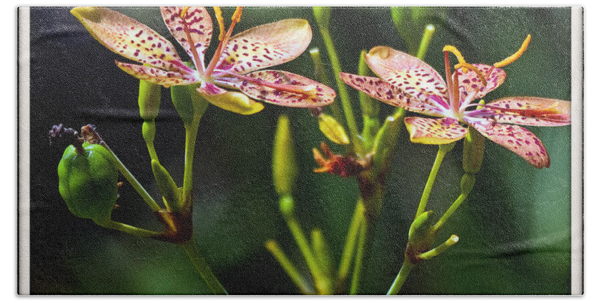 Blackberry Bath Towel featuring the photograph Blackberry Lily by Farol Tomson
