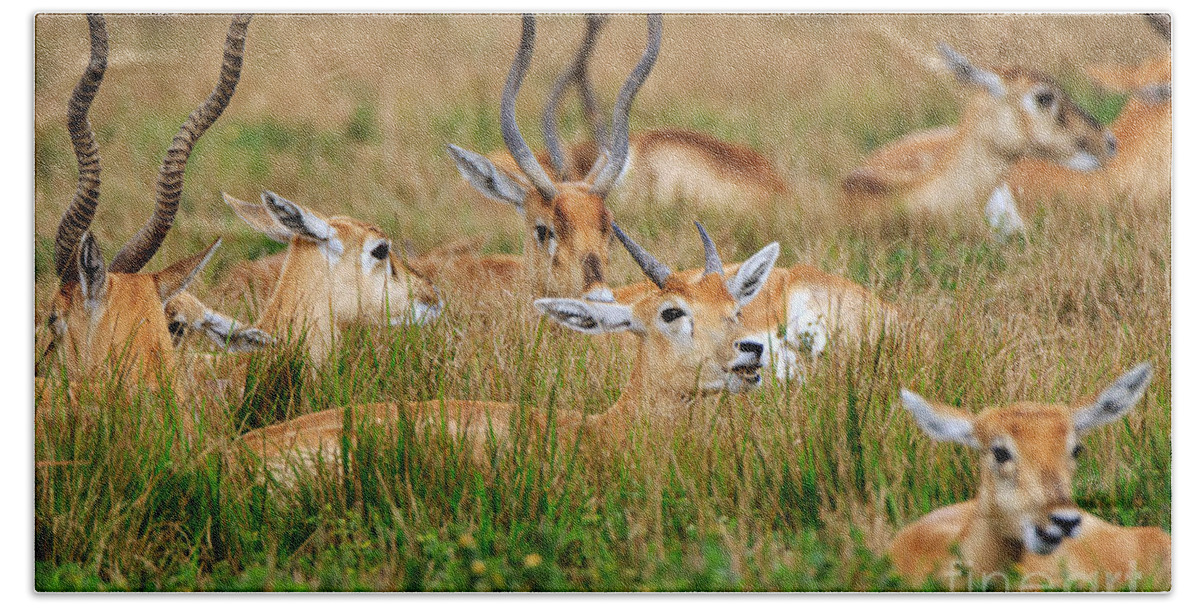 Blackbuck Hand Towel featuring the photograph Blackbuck young males and females in the grass by Louise Heusinkveld