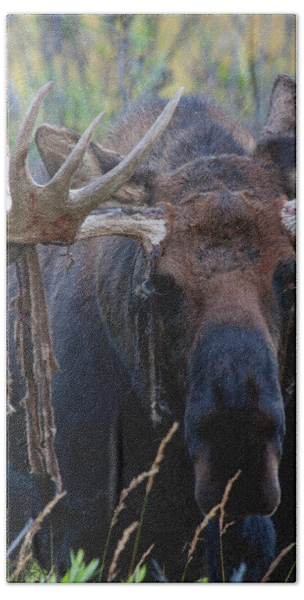 Moose Photograph Hand Towel featuring the photograph Blood in His Eye by Jim Garrison