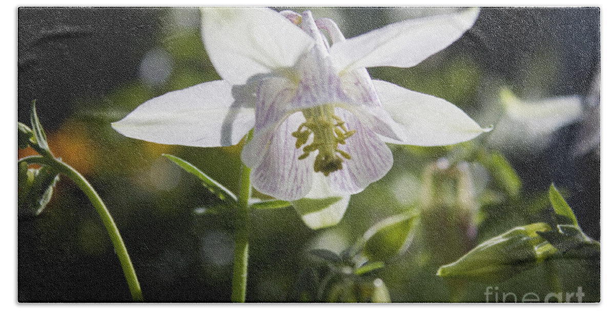 Columbine Bath Towel featuring the photograph Blooming Columbine by Brad Marzolf Photography