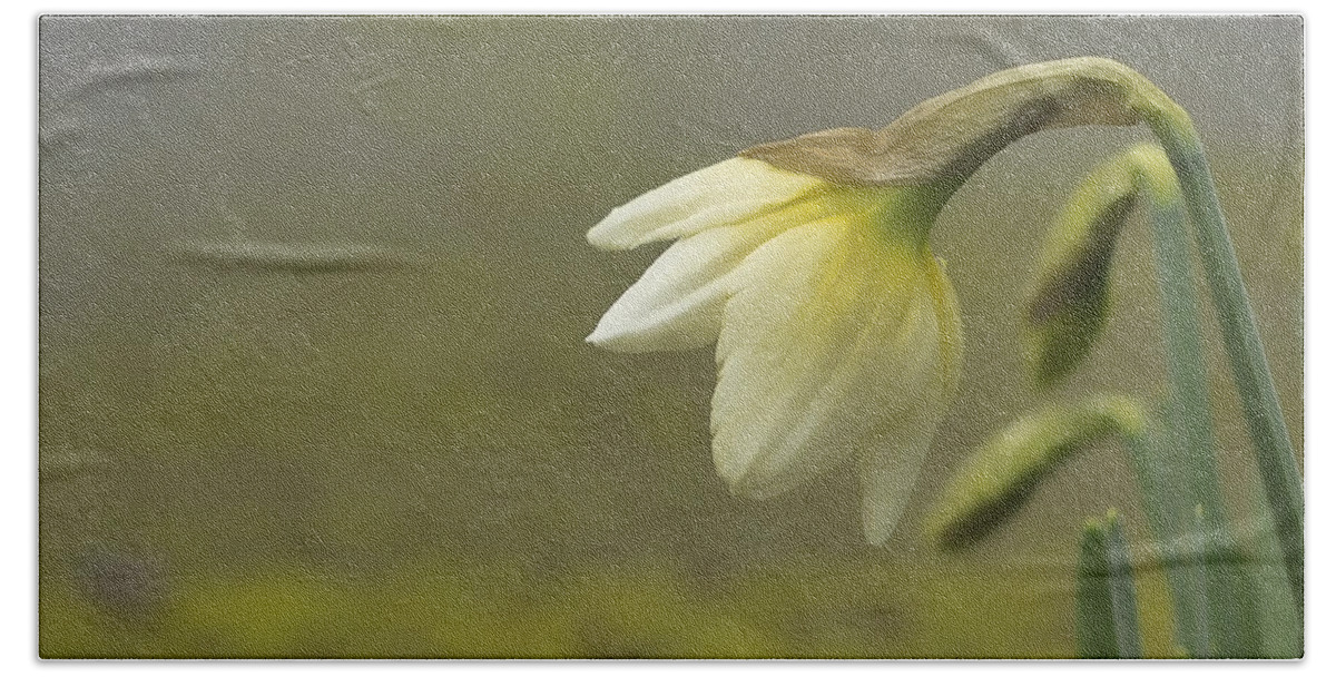 Daffodil Wall Art Bath Towel featuring the photograph Blooming Daffodils by Ron Roberts
