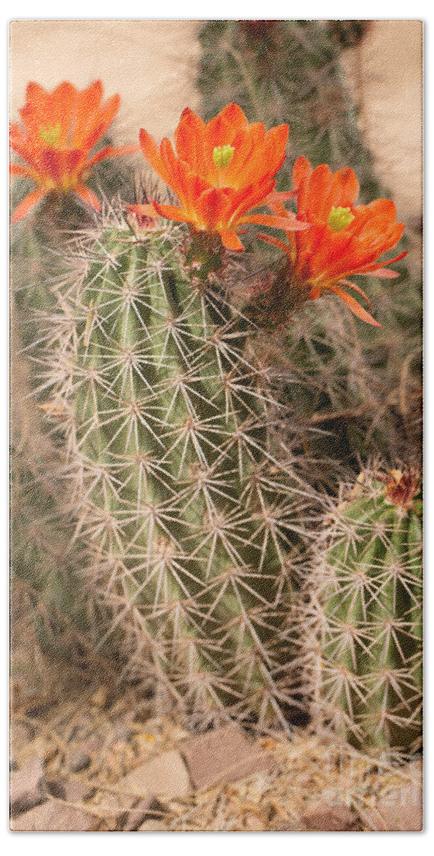 Cactus Hand Towel featuring the photograph Blossom by Nicholas Pappagallo Jr