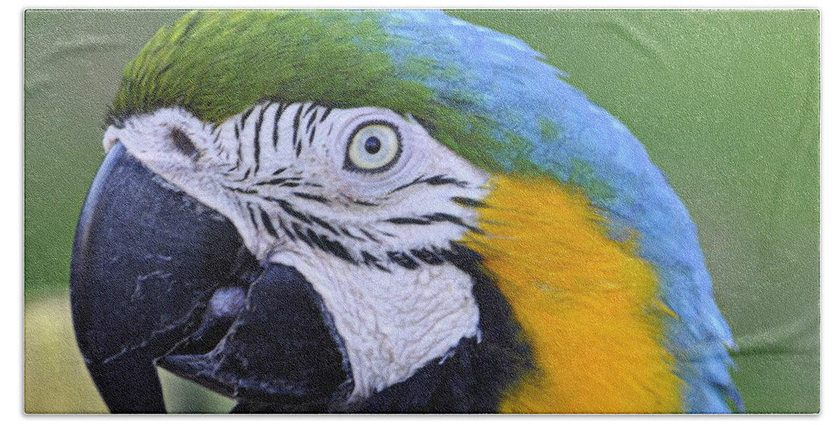Birds Bath Towel featuring the photograph Blue and Gold Macaw by AJ Schibig