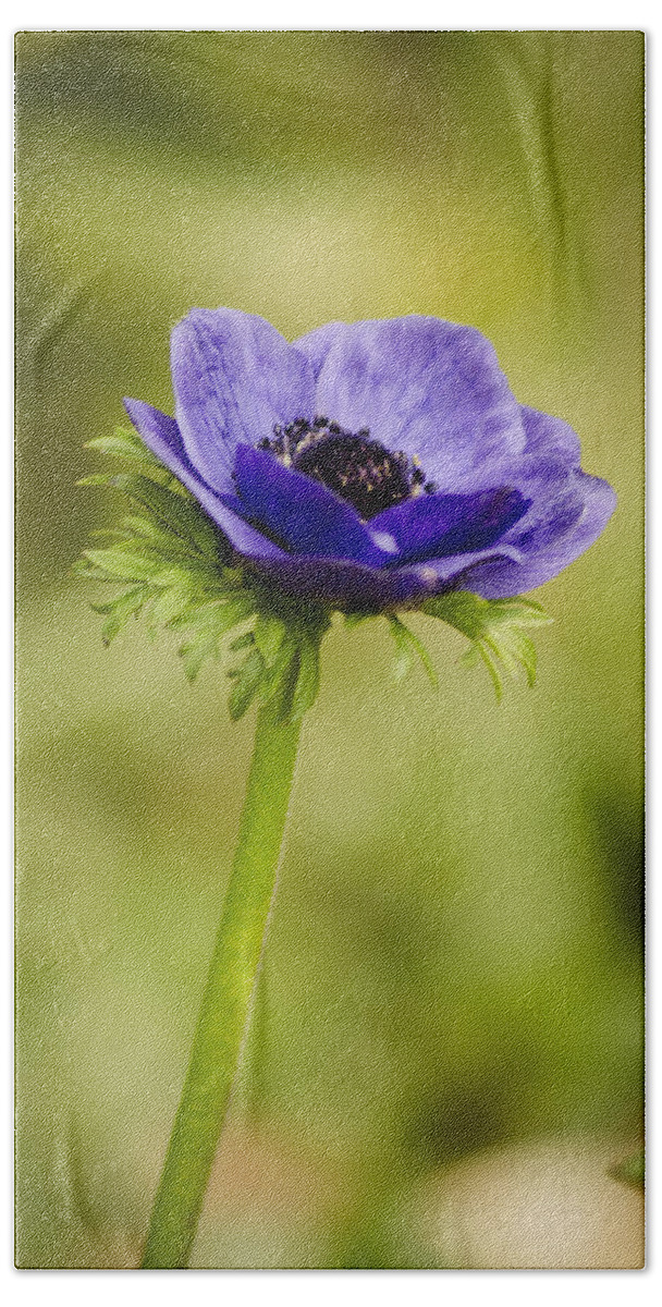 Blue Hand Towel featuring the photograph Blue Anemone by Spikey Mouse Photography