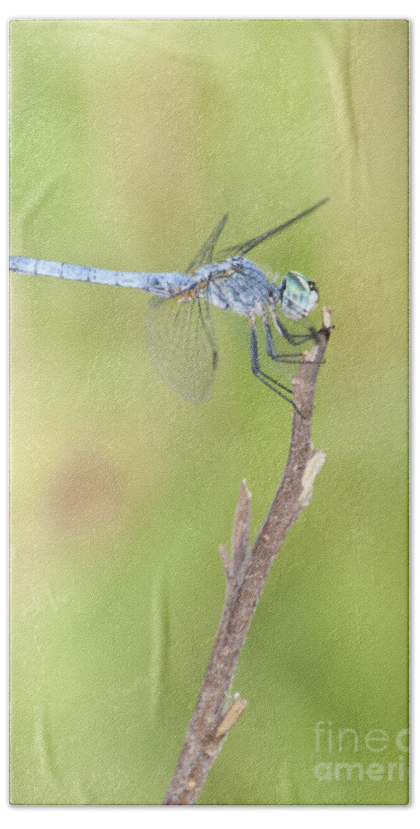 Blue Dasher Hand Towel featuring the photograph Blue Dasher by Bryan Keil