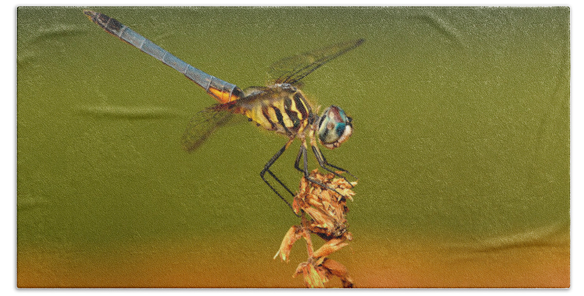 Dragonfly Bath Towel featuring the photograph Blue Dasher Dragonfly by William Jobes