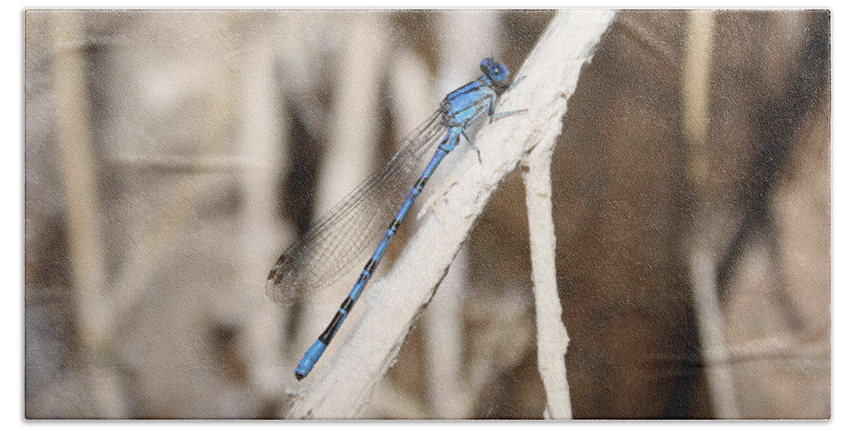 Insect Hand Towel featuring the photograph Blue Dragonfly II by Brandi Mavretic