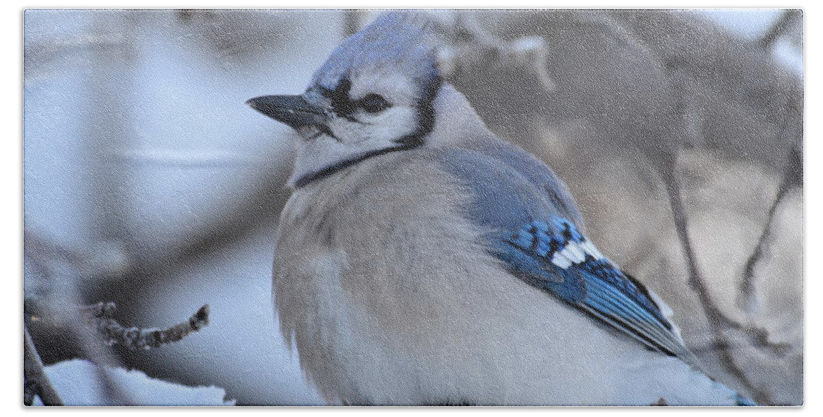 Bluejay- Bluejay In Winter- In A Tree Close Up~limited Edition 3 Of 10- Blue -bird- Blue Feathers- Winter Bluejay Bird- Gallery Print- Image Of A Blue Bird (art-photography Images By Rae Ann M. Garrett- Raeann Garrett) Hand Towel featuring the photograph Blue edition 7 of 10 by Rae Ann M Garrett