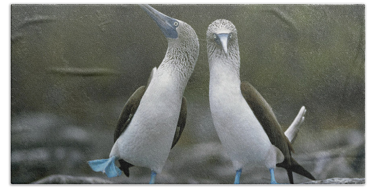 00141144 Hand Towel featuring the photograph Blue Footed Booby Dancing by Tui De Roy