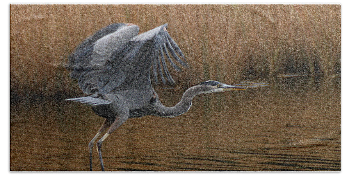 Wildlife Bath Towel featuring the photograph Blue Heron Takes Flight by William Selander