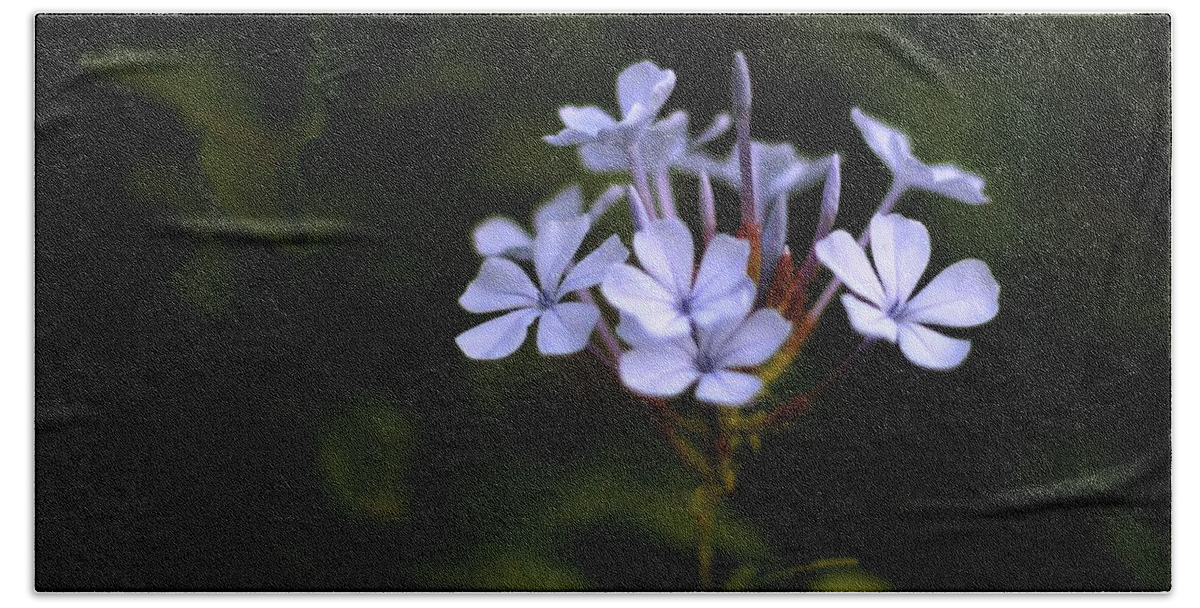 Common Names Include Plumbago And Leadwort Bath Towel featuring the photograph Blue Jasmine by Ramabhadran Thirupattur