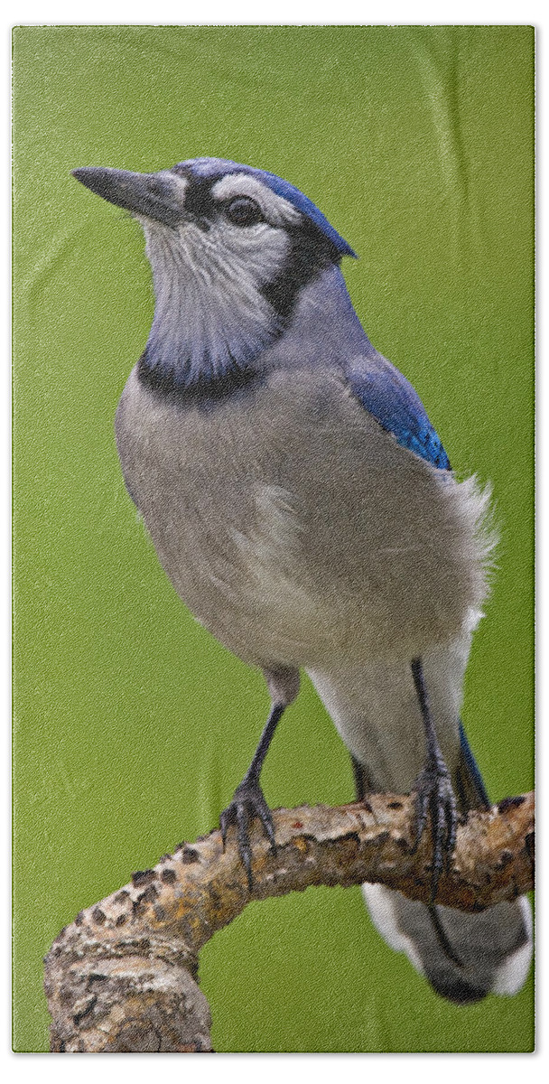Blue Jay Hand Towel featuring the photograph Blue Jay Bird by Susan Candelario
