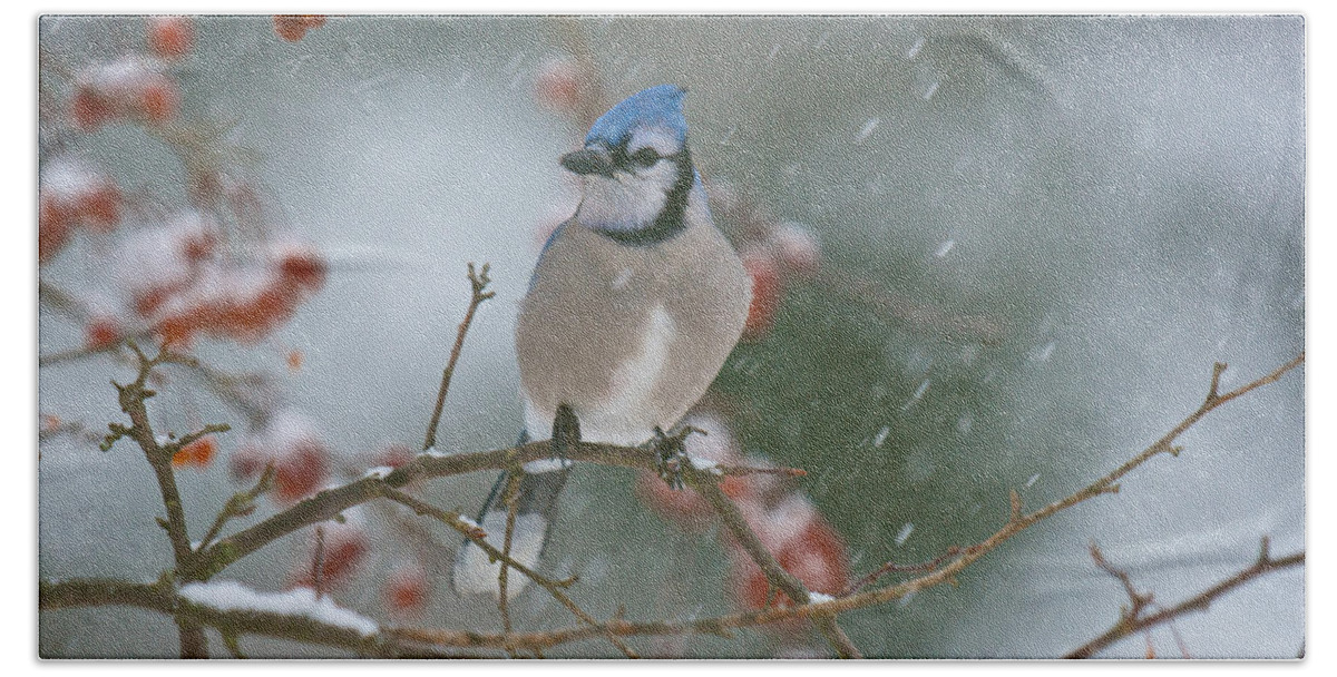 Birds Hand Towel featuring the photograph Blue Jay in Snow by Kristin Hatt