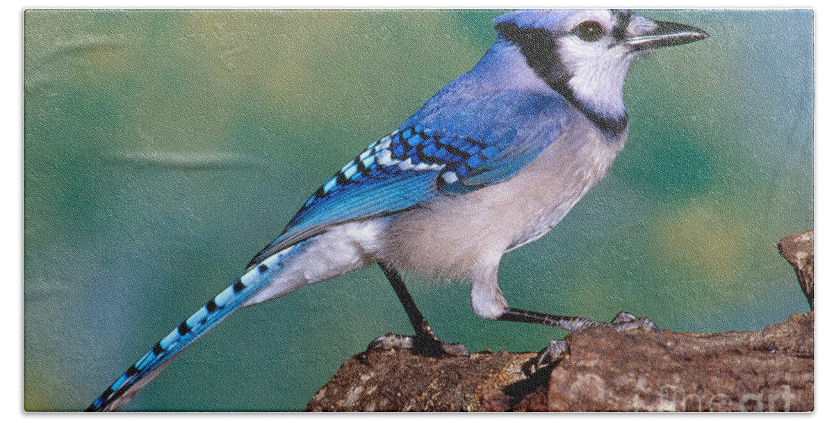 Animal Hand Towel featuring the photograph Blue Jay by Millard H. Sharp