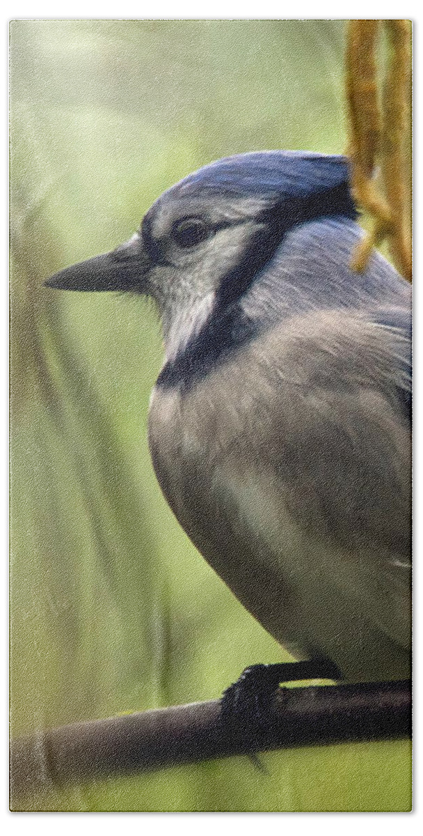 Bird Hand Towel featuring the photograph Blue Jay on a Misty Spring Day by Lois Bryan
